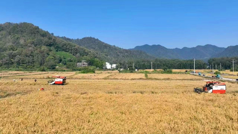 皖黟縣：全鏈條發(fā)力推進(jìn)秋收工作