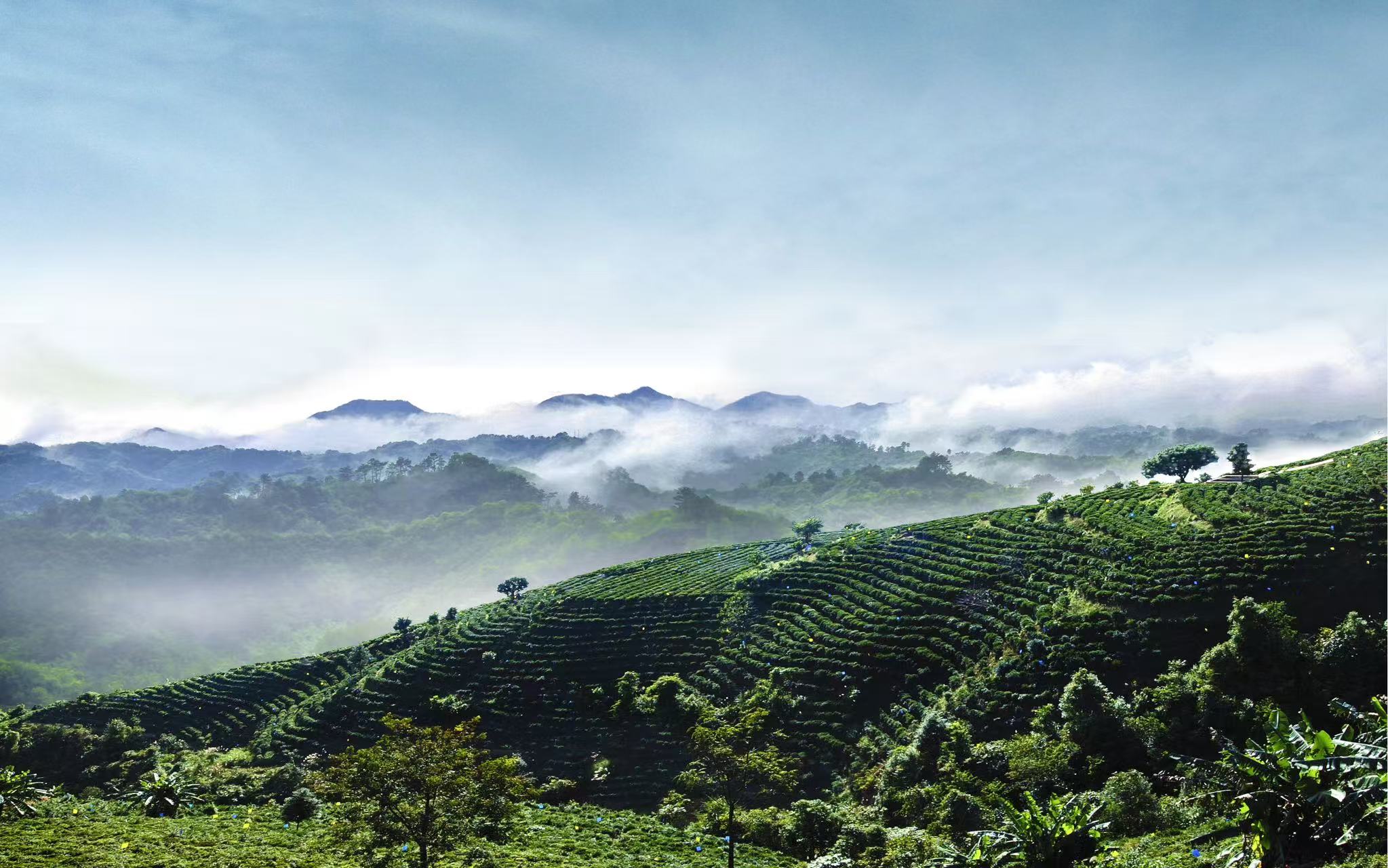 2025中國黑茶大會—2025梧州六堡茶文化節(jié)將於桂蒼梧啟幕