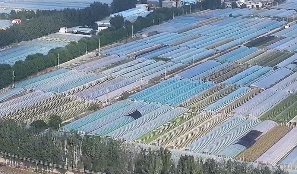 【視聽山東】農(nóng)忙好風光