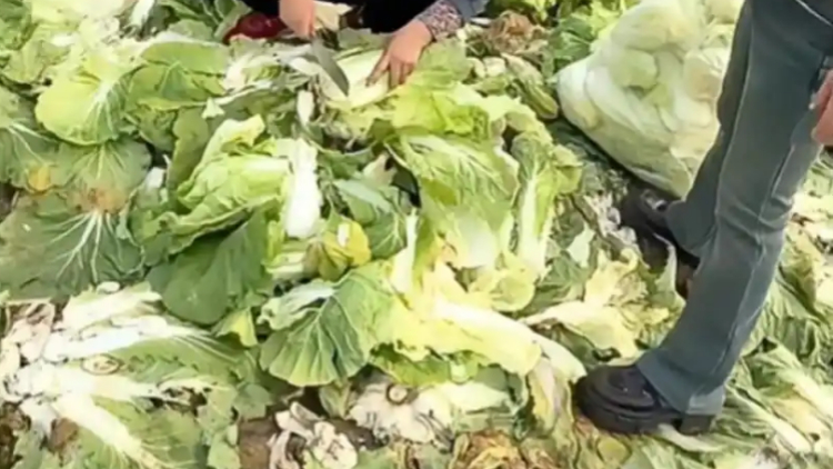 網(wǎng)絡(luò)造謠「免費(fèi)采白菜」引發(fā)哄搶 土地承包人稱(chēng)損失達(dá)100萬(wàn)元