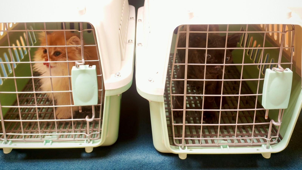 海關(guān)羅湖口岸檢獲兩隻非法進口幼貓 拘捕六旬男