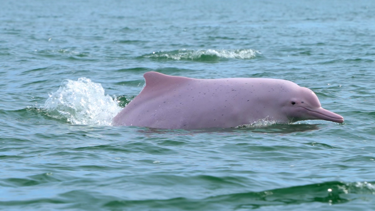     國(guó)際視野下的嶺南生態(tài)奇觀  自然類(lèi)紀(jì)錄片《野性廣東》7日起全球同步播出