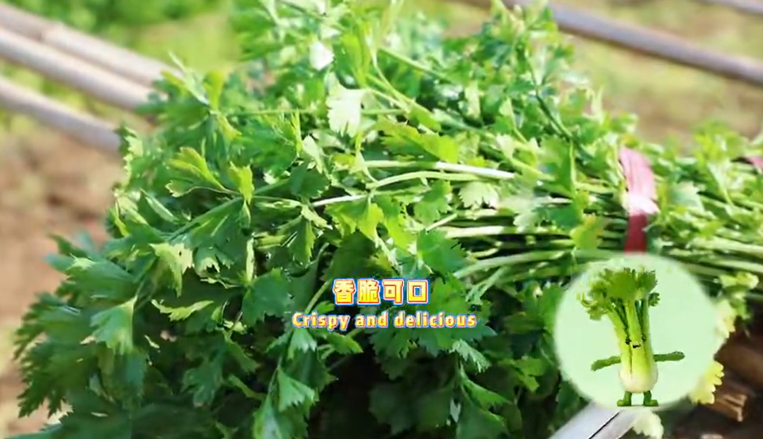 【視聽(tīng)山東】走近芹菜小精靈