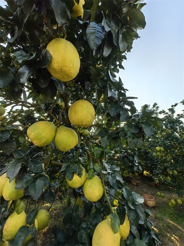 4 - 復(fù)件(9).jpg