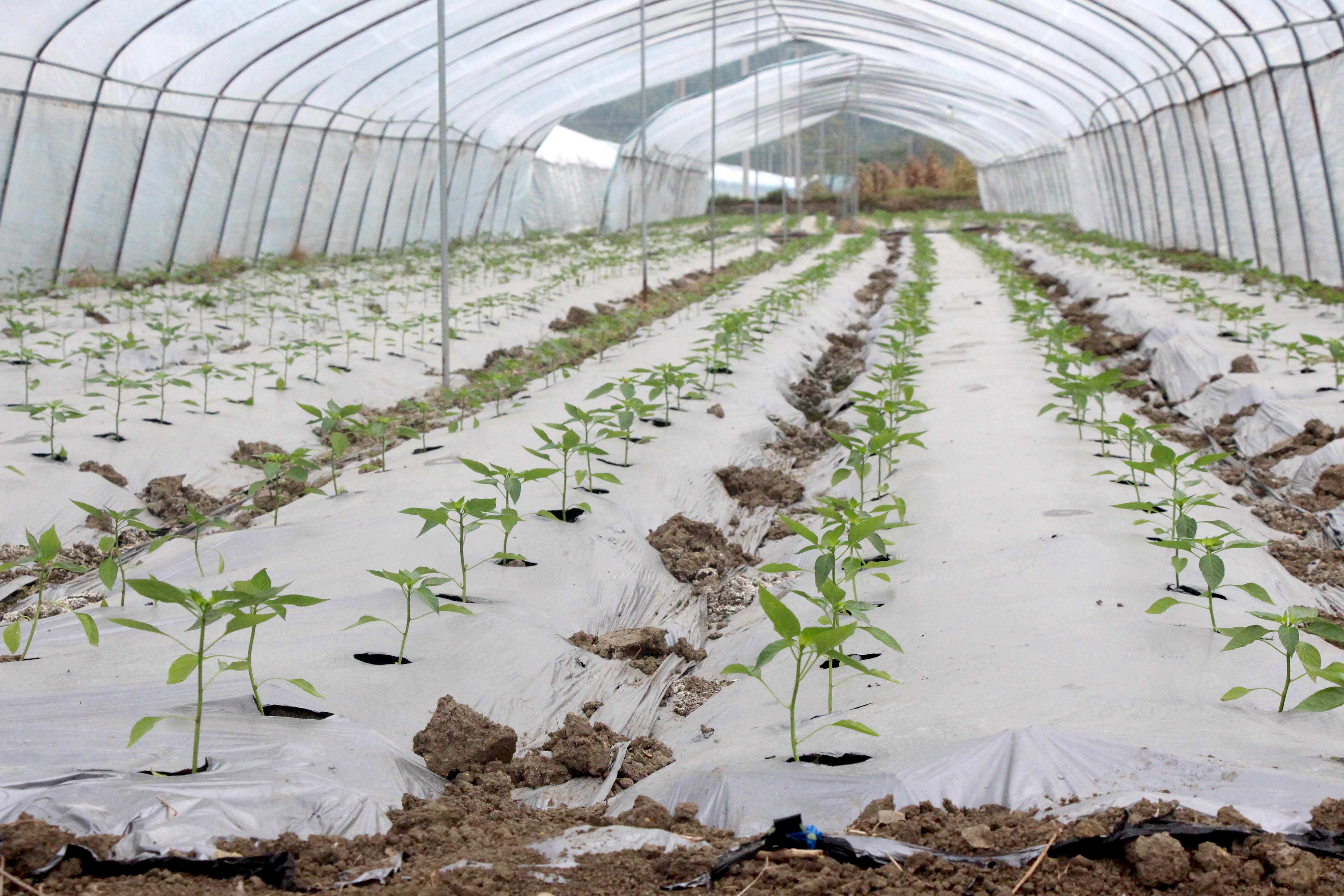 圖四：貴港一畝田「沃眾田」辣椒設(shè)施農(nóng)業(yè)示範基地.jpg