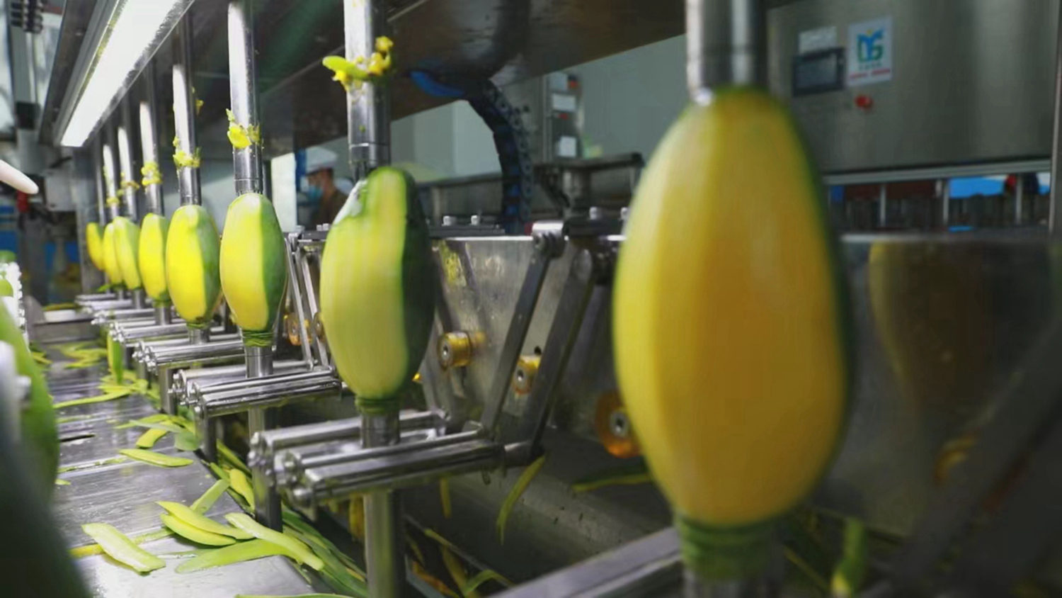 3、芒果加工。黃尚展 攝_編輯.jpg