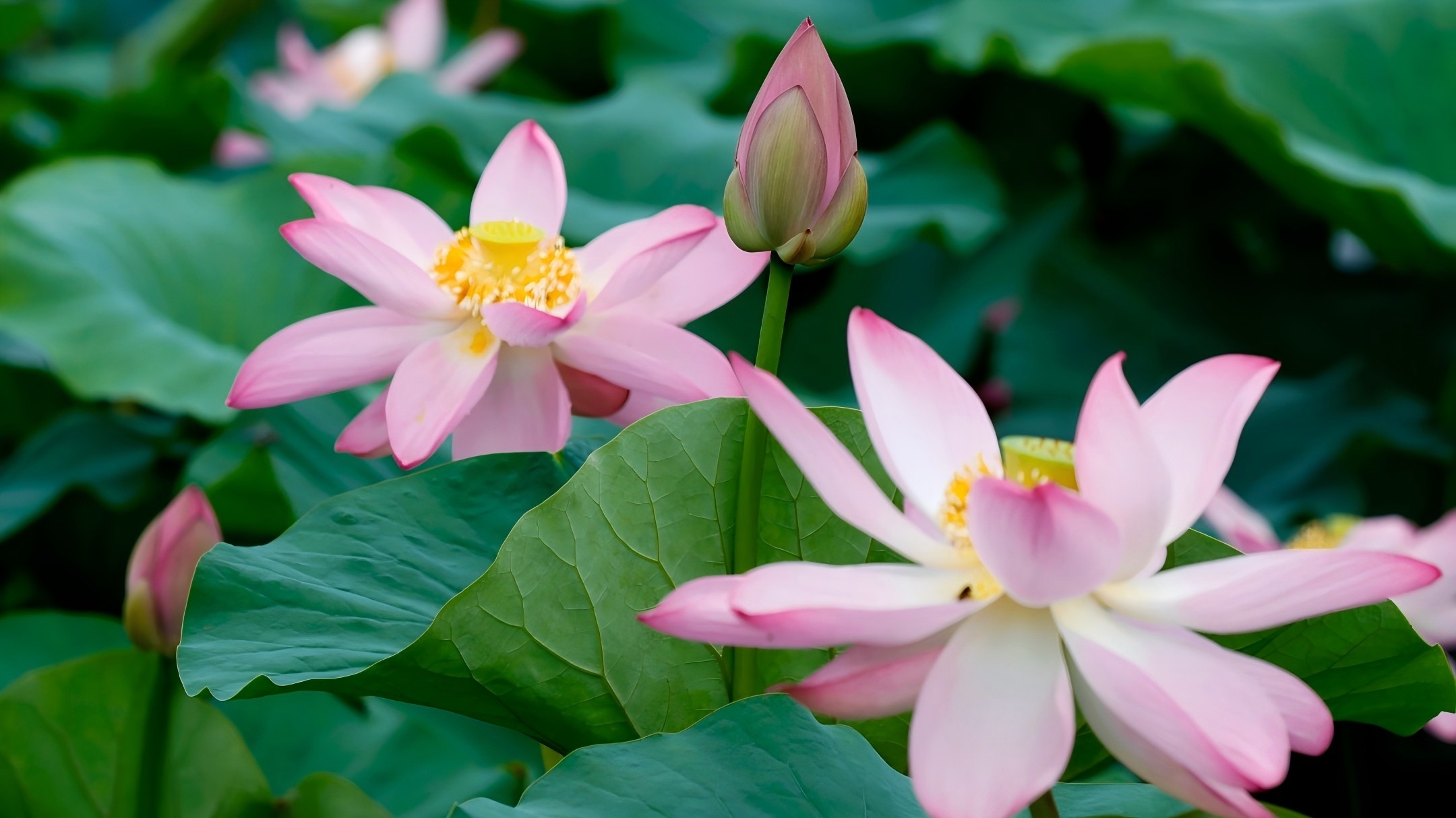 圖說一：大暑時節(jié),荷花開的正好 攝影孟紹東.jpg