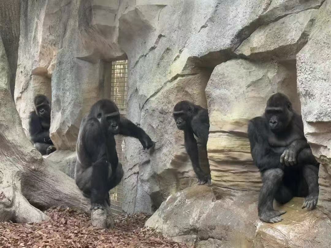圖一：四隻來自荷蘭的大猩猩（紅山動物園供圖）.jpg