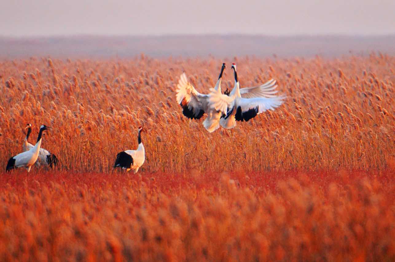 圖一:丹頂鶴濕地生態(tài)旅遊區(qū).jpg
